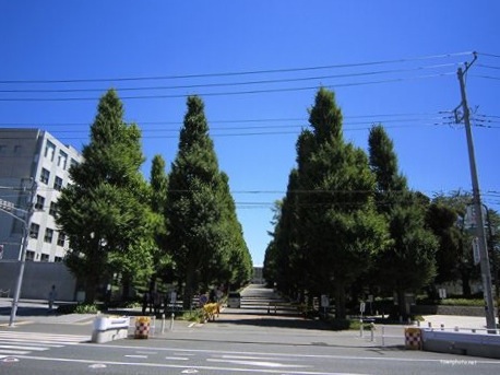 慶應義塾大学日吉キャンパスと銀杏並木。