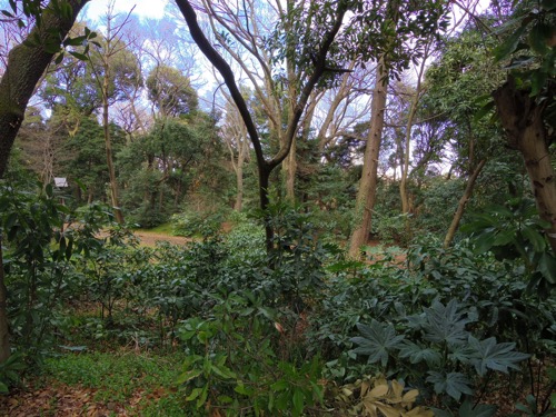ジャングル？　新宿御苑です。