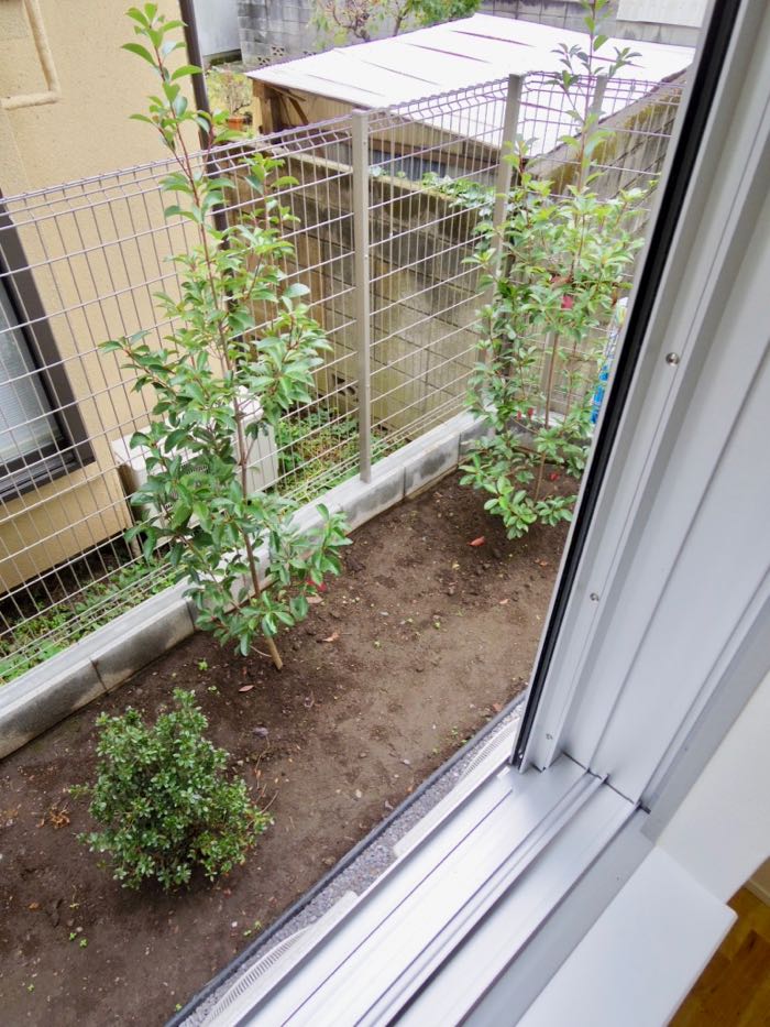 窓の外には植えられたばかりの植栽が