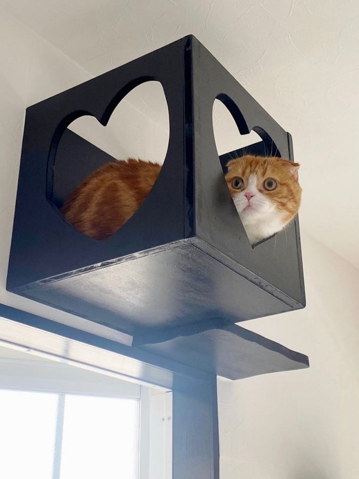 猫ボックス付きのお部屋もあります