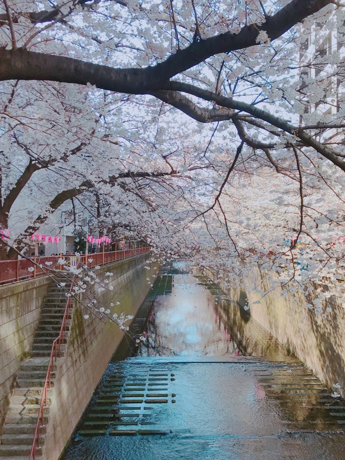 春には目黒川沿いの桜が咲き誇ります